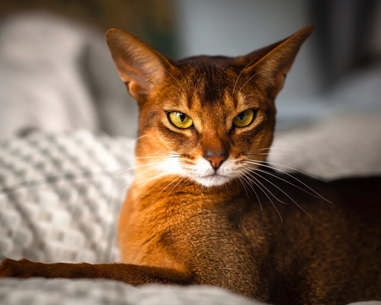 by johnny, rosso, abyssinian, взгляд, кот