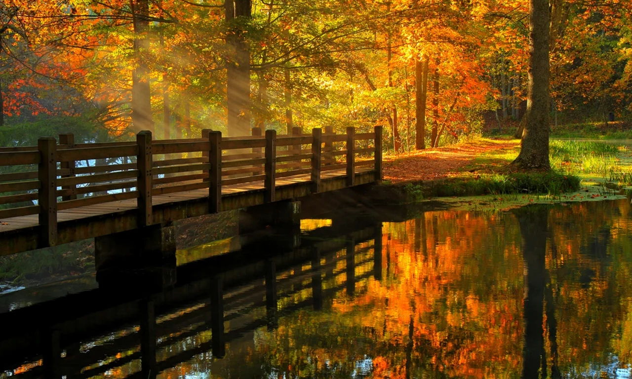 fall, alley, river, leaves, hdr, walk, trees, nature, view, water, forest, park, autumn, bridge