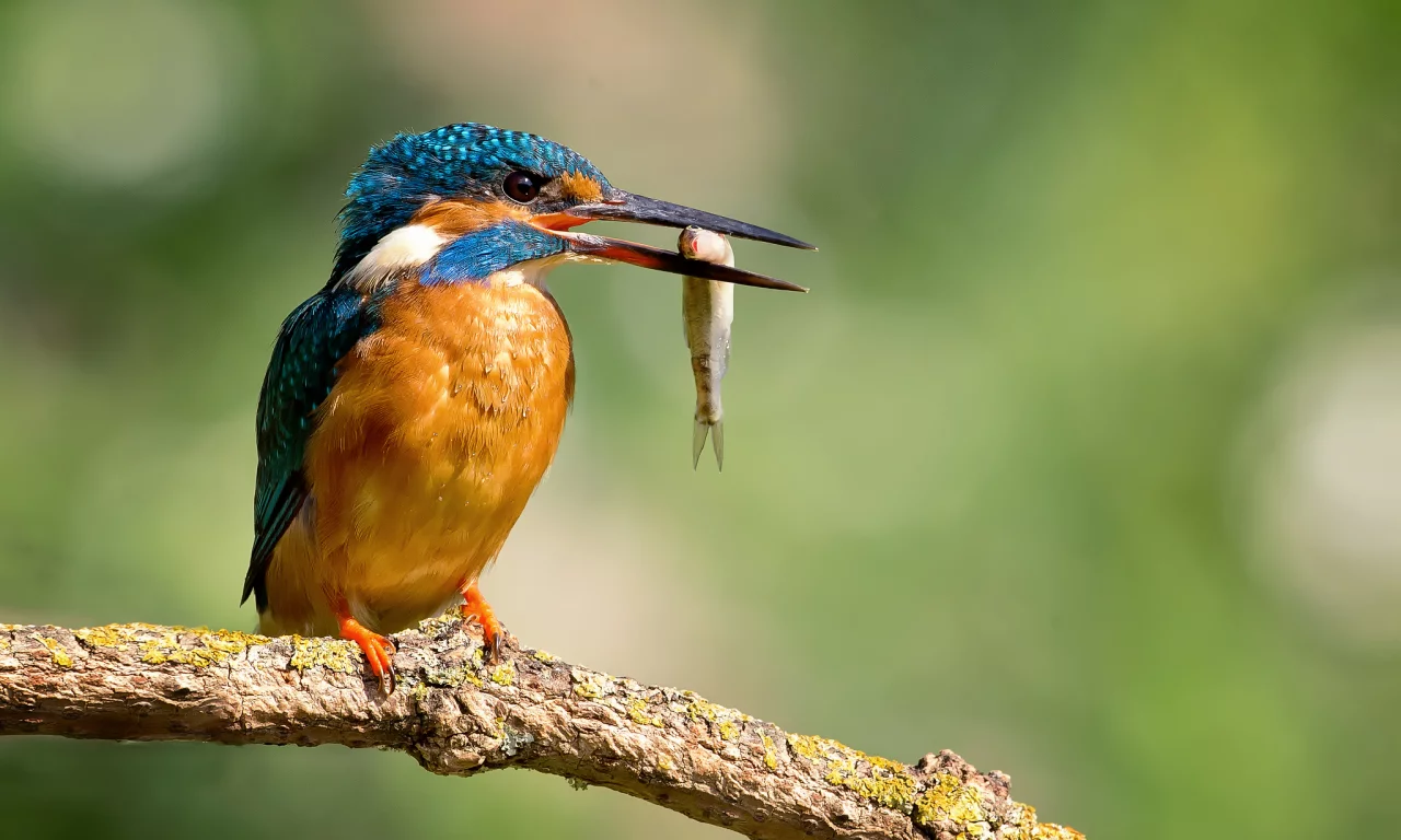 птица, alcedo atthis, обыкновенный зимородок, капли, kingfisher
