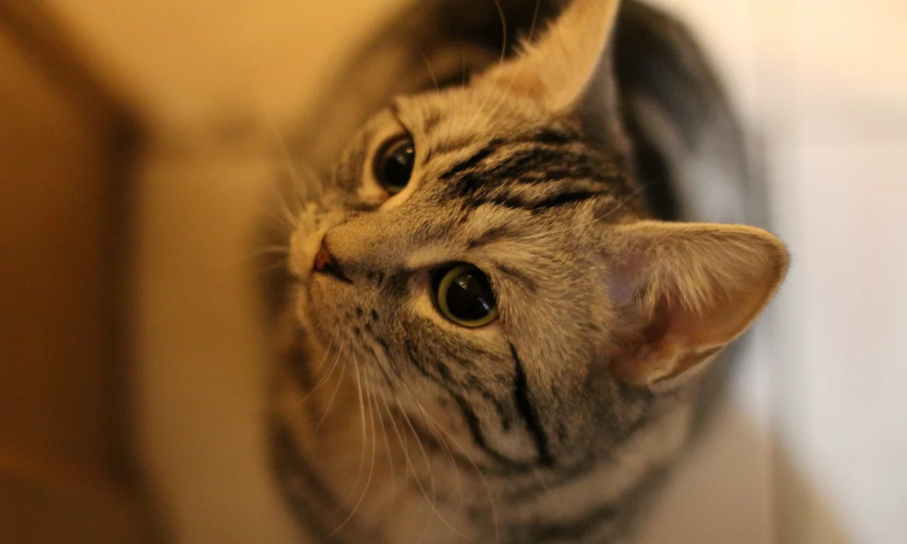 play, cat, cute