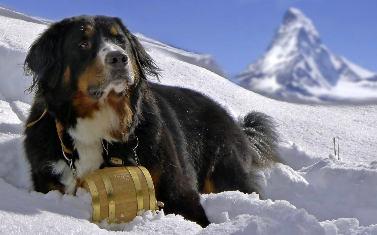 пёс, горы, снег