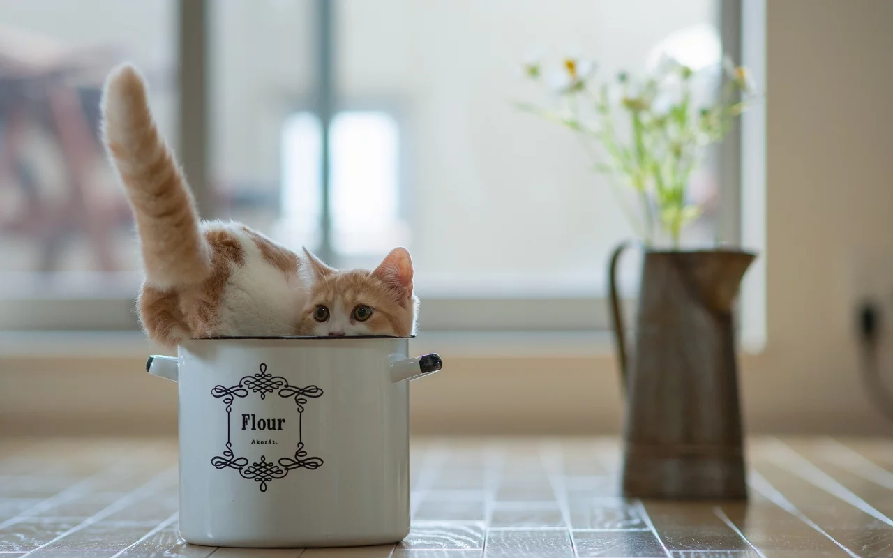кастрюля, кот