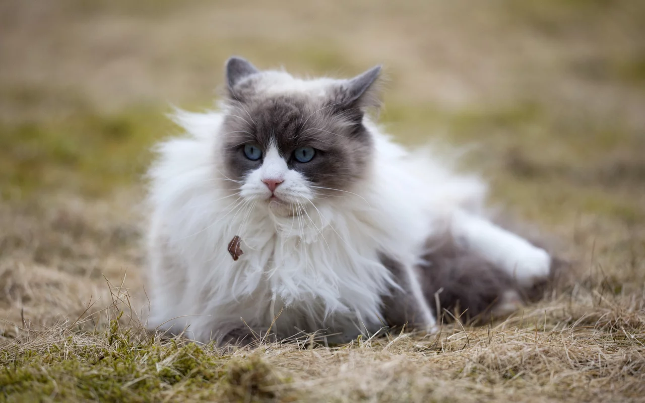 кошка, глаза, голубые, взгляд, задумчивость, размышление