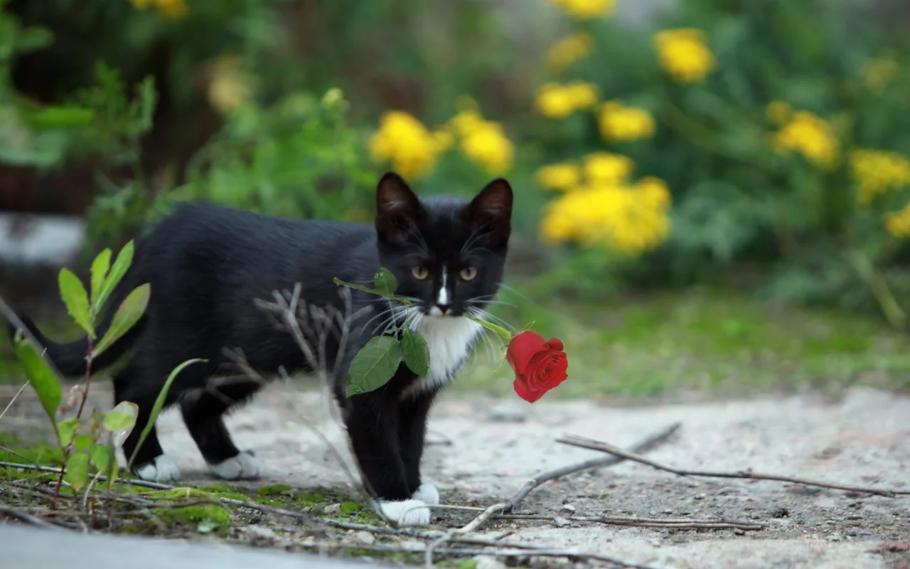 котенок, роза