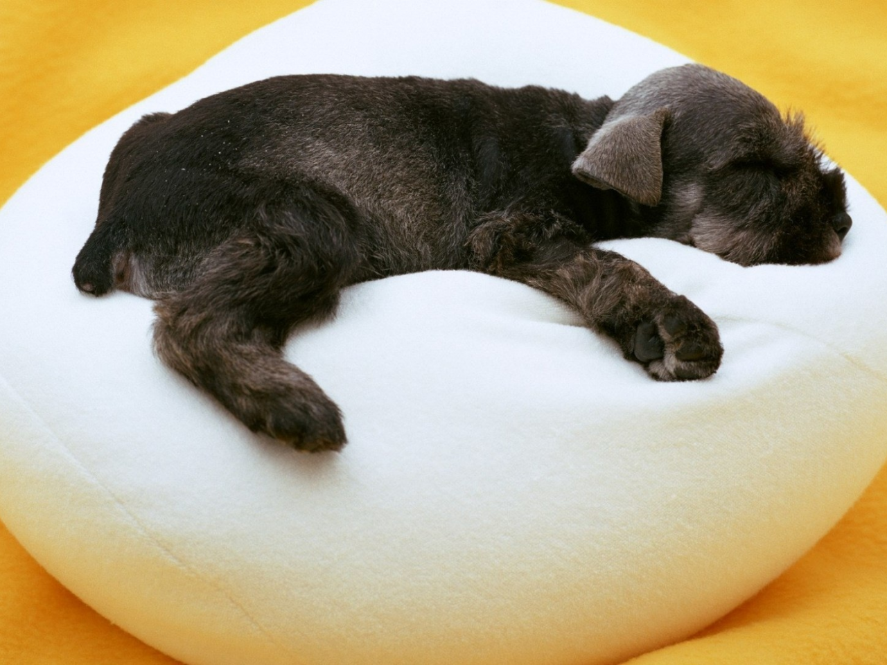щенок, черная, собака, пуфик, белый, спит