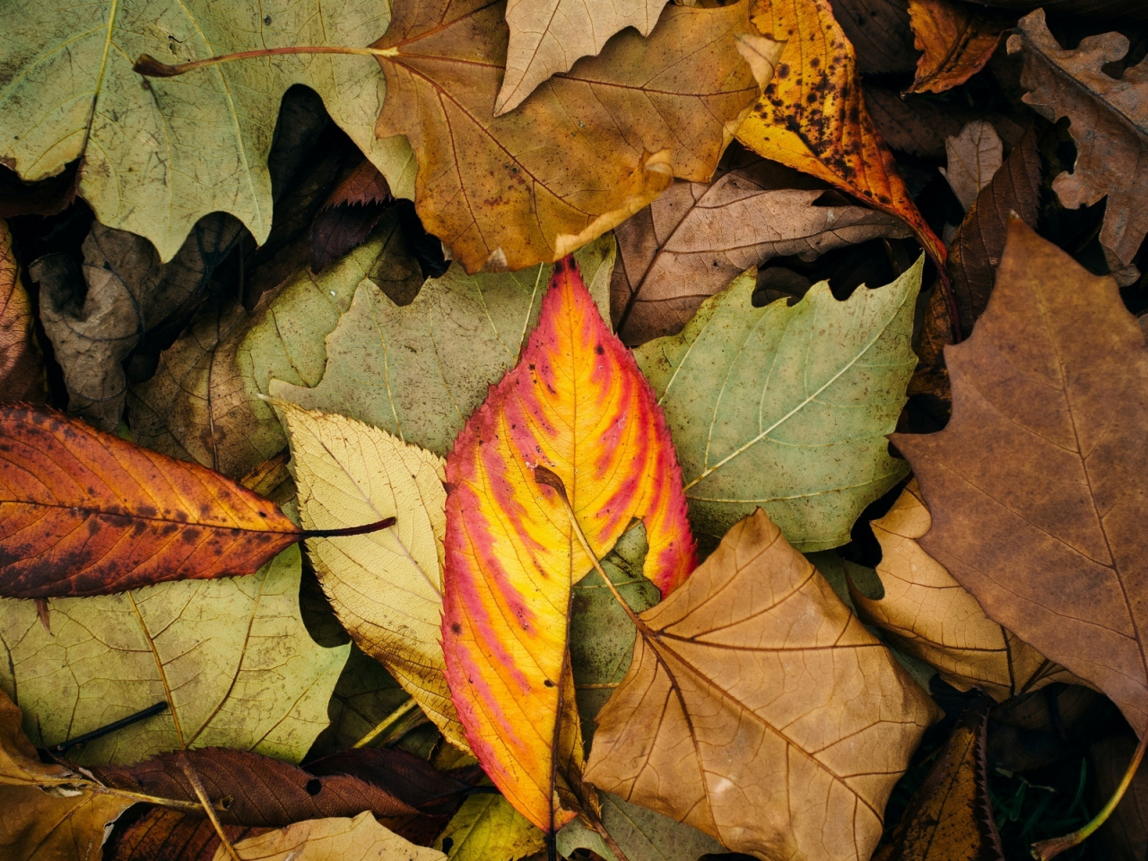 осень, цвет, листочки, листья, макро, обои, фон, листик