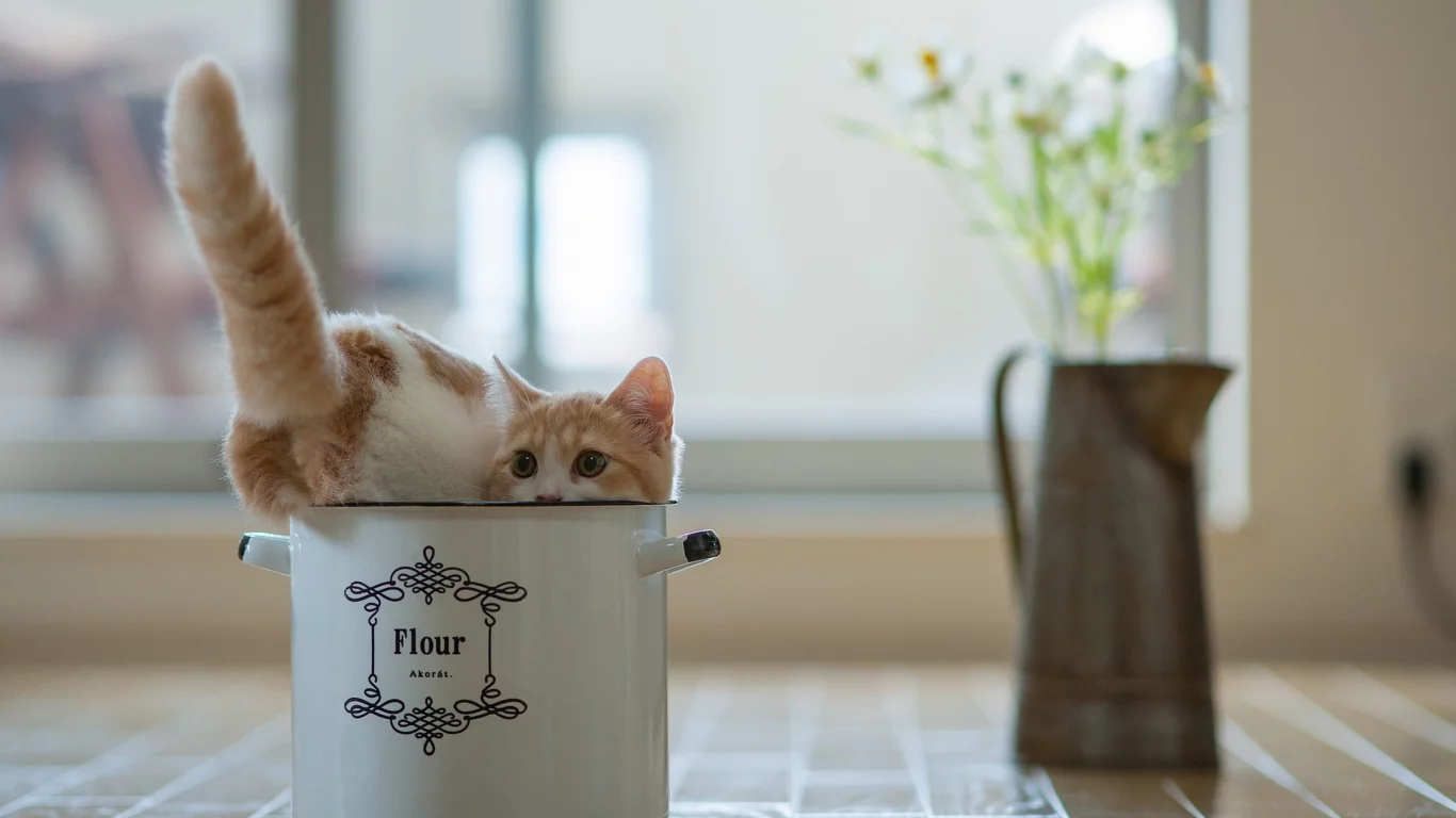кастрюля, кот