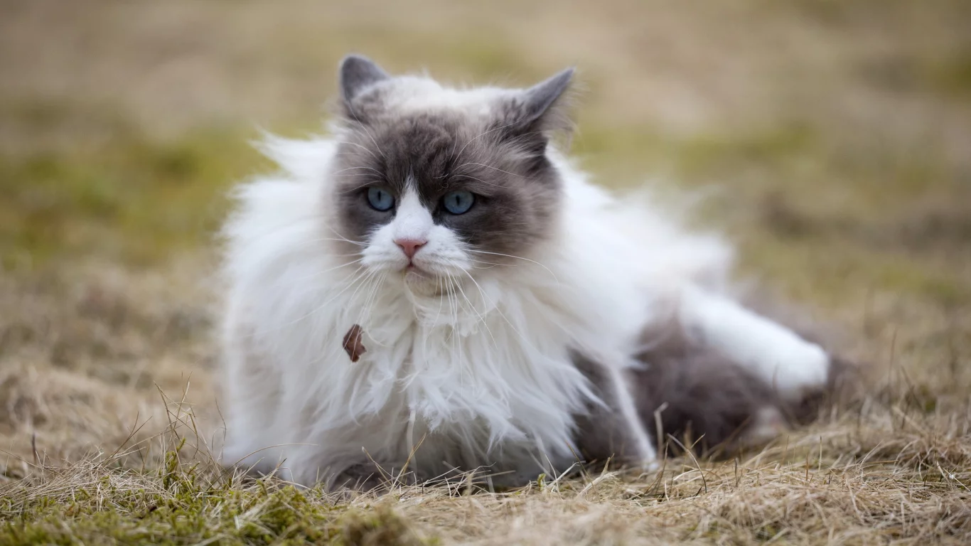 кошка, глаза, голубые, взгляд, задумчивость, размышление