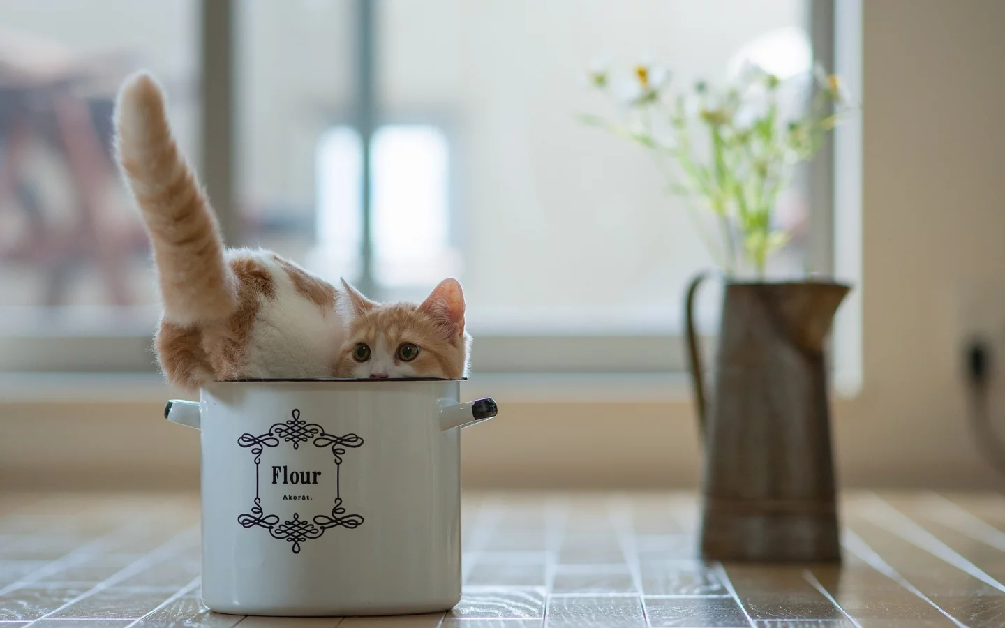 кастрюля, кот