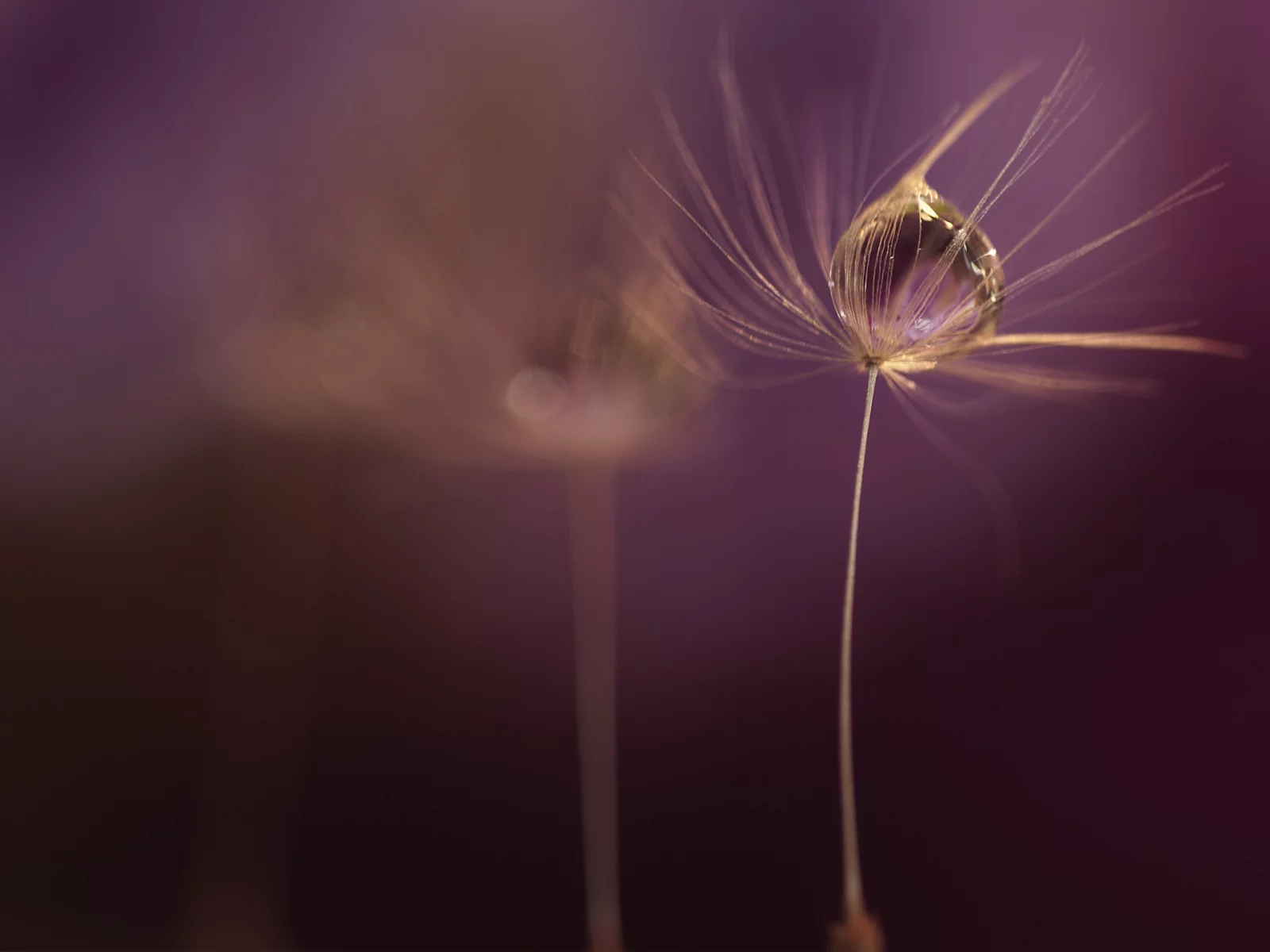 drops, macro, обои, макро, фон, широкоформатные, капли