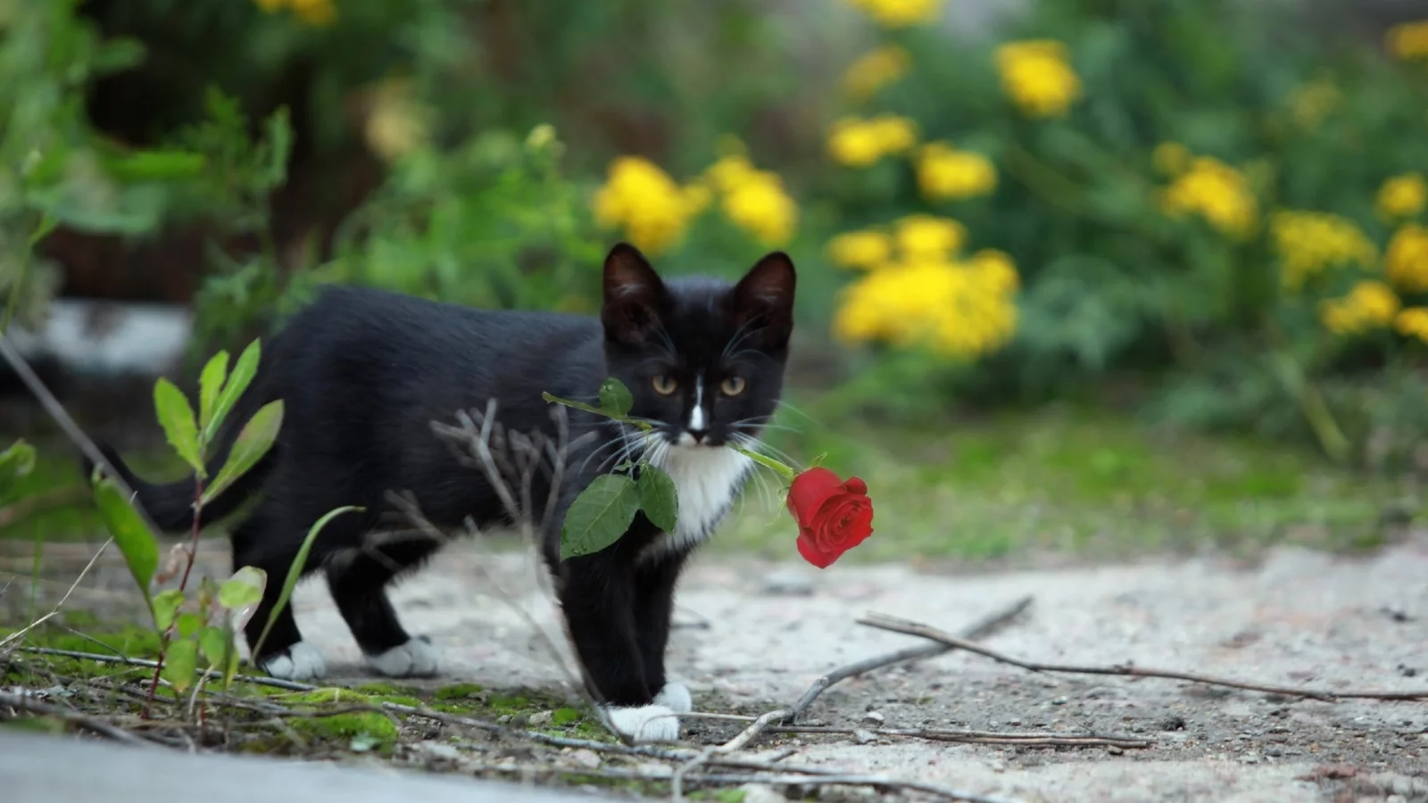 котенок, роза