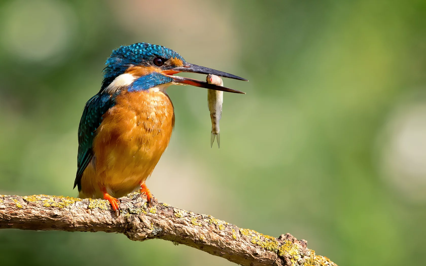 птица, alcedo atthis, обыкновенный зимородок, капли, kingfisher
