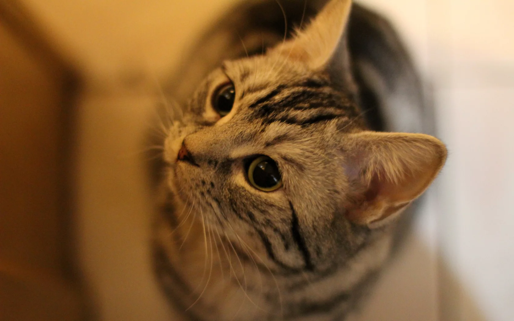 play, cat, cute