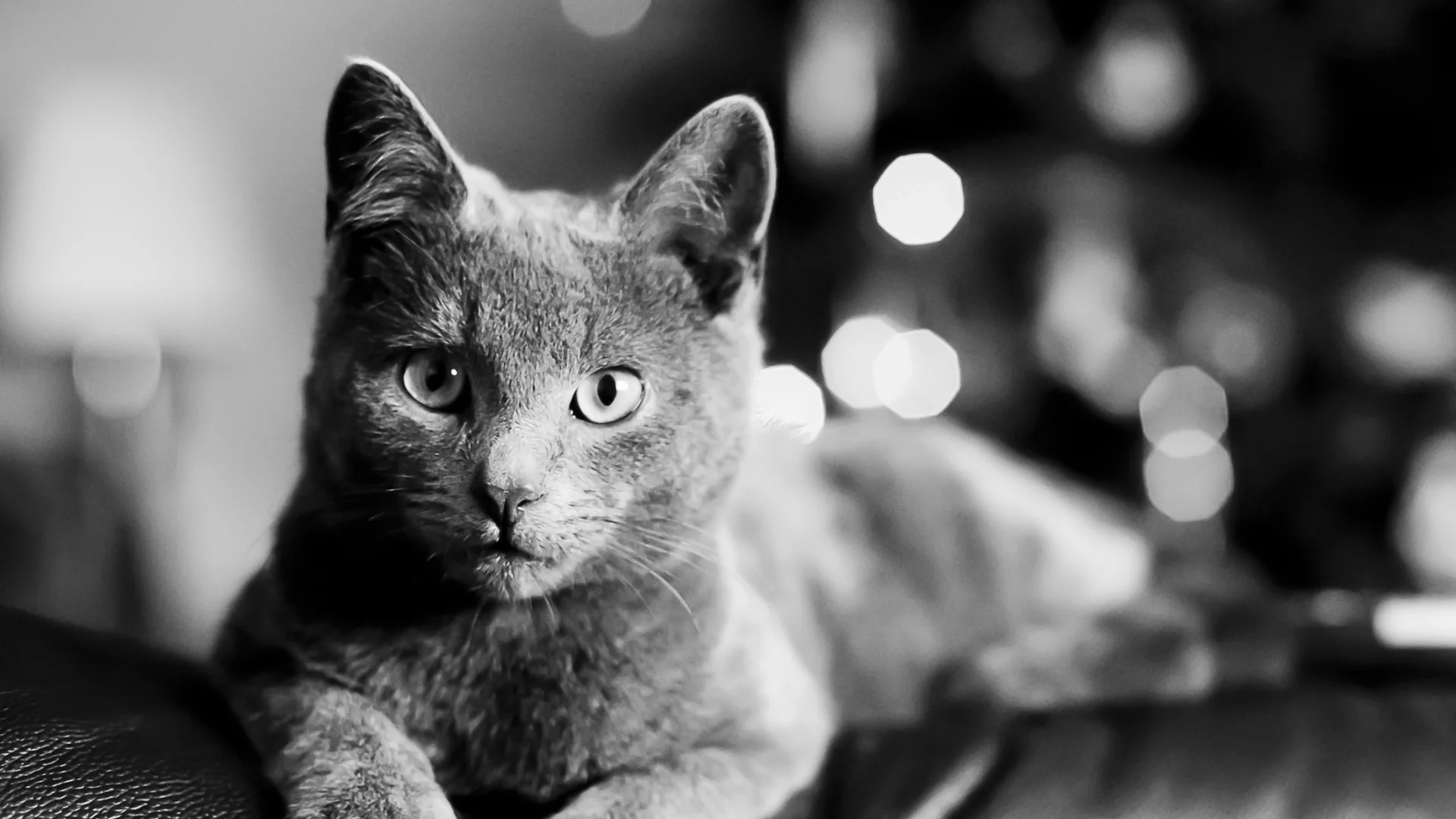 лежит, cat, bartholomew photography, кот, чёрно-белое, взгляд, кошка