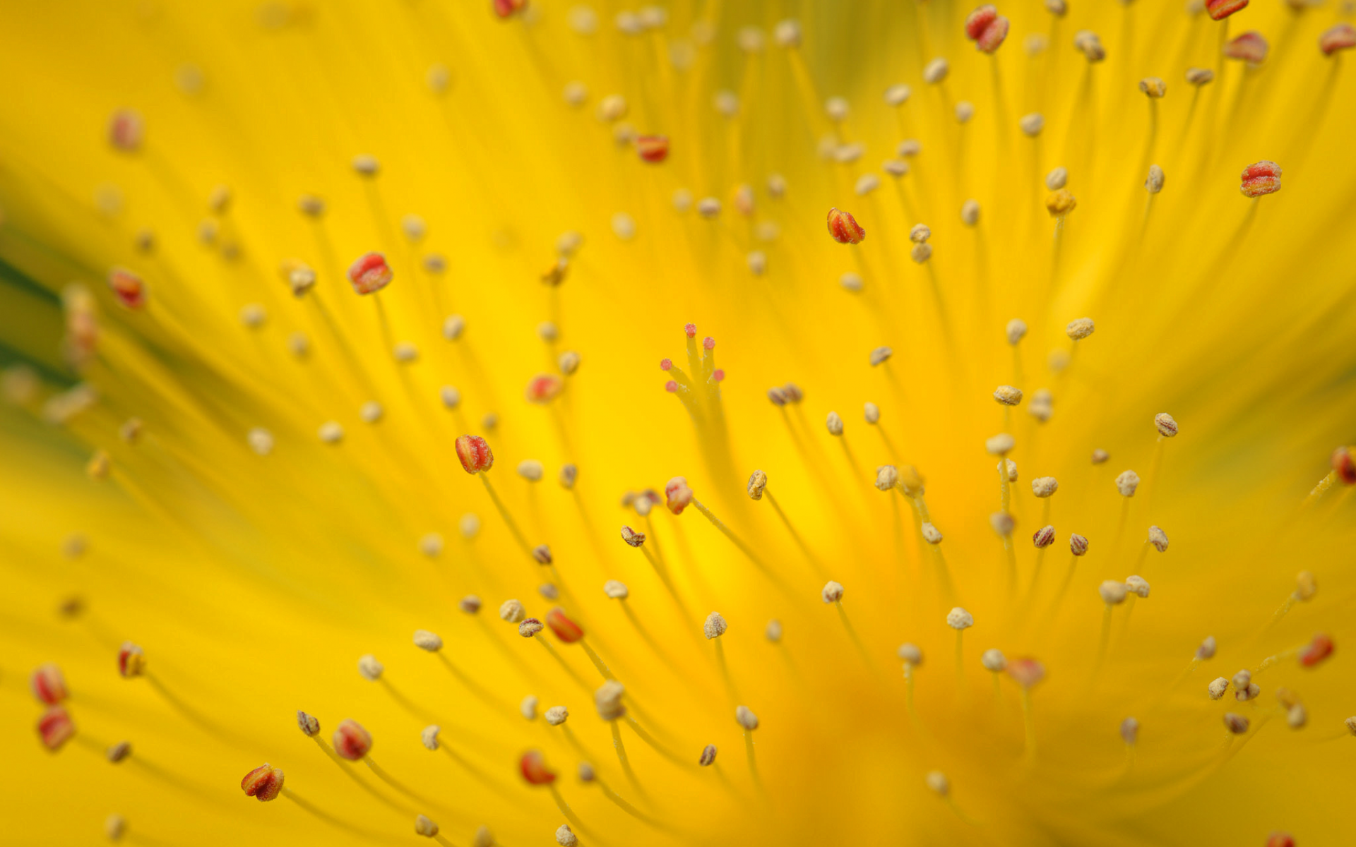 цветок, жёлтый