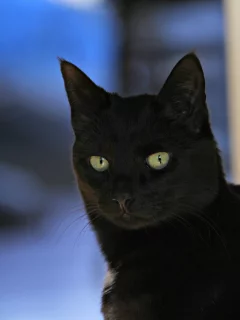 кот, черный, фон, взгляд