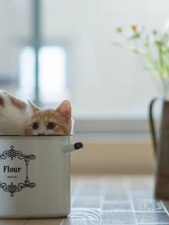 кастрюля, кот