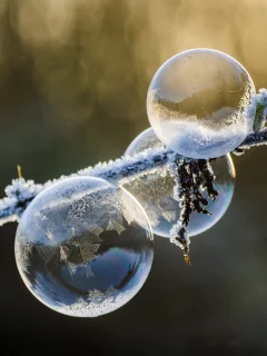 ветка, пузыри