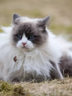 кошка, глаза, голубые, взгляд, задумчивость, размышление