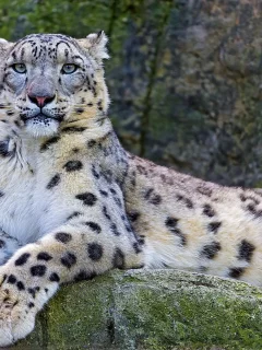 снежный барс, ирбис, snow leopard, взгляд
