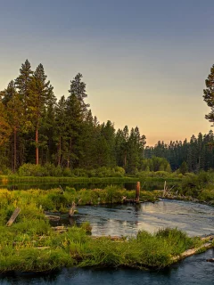река, лес, вечер