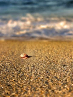 река, природа, вода, лето, ракушка, sea, песок, пляж, море