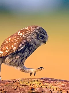 Птица, Сова, Походка