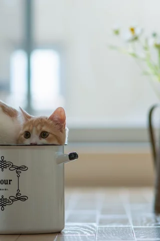 кастрюля, кот