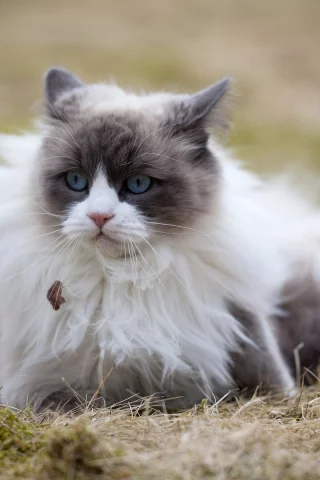кошка, глаза, голубые, взгляд, задумчивость, размышление
