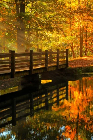 fall, alley, river, leaves, hdr, walk, trees, nature, view, water, forest, park, autumn, bridge