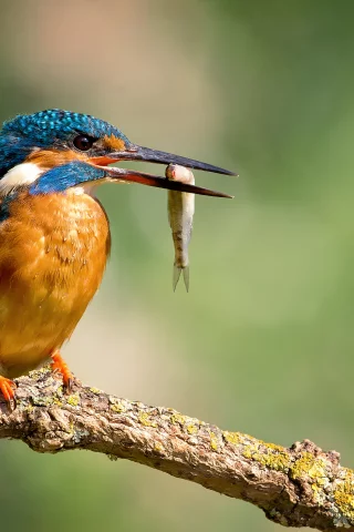 птица, alcedo atthis, обыкновенный зимородок, капли, kingfisher