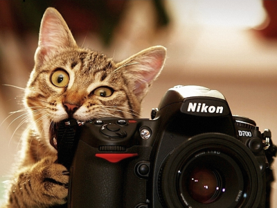 кошка, фотокамера, улыбочку, пожалуйста