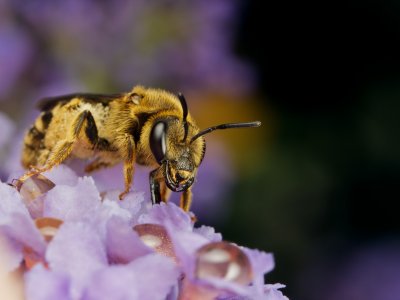 пчела, цветы, макро