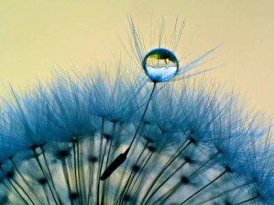 вода, роса, macro, dandelion, dew, макро, одуванчик, капля