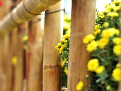 макро, ограда, дерево, забор, ограждение, цветы