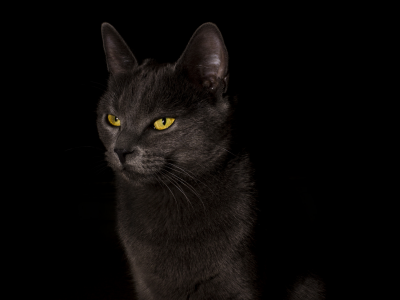 black, фон, кошка, черный фон, кот, обои, cat