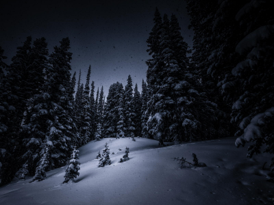 елки, деревья, ночь, лес, снег, зима