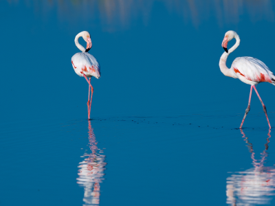 фламинго, птицы, вода, две, голубая, отражение
