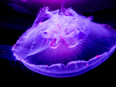 медуза, подводный мир, макро