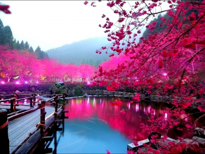 Сакура, Япония, мост, розовый