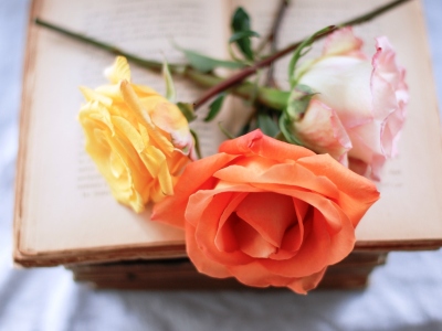 желтая, розовая, розы, цветы, книга, оранжевая