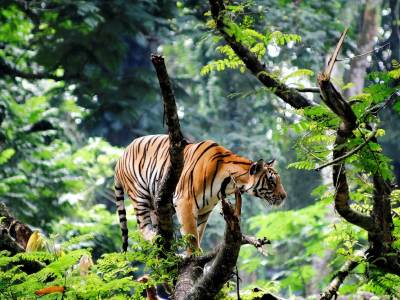 тигр, джунгли, охота
