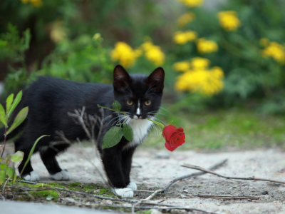 котенок, роза