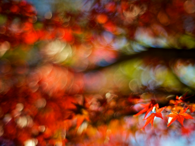 осень, макро, листик, красный, размытость, листочек