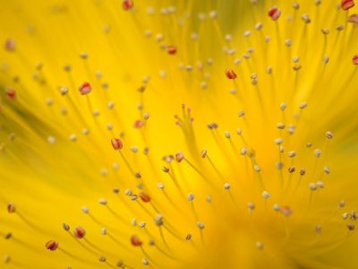цветок, жёлтый
