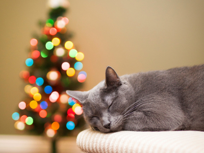 кошка, огни, праздники, ёлка, кот, серая, елка, спит, боке