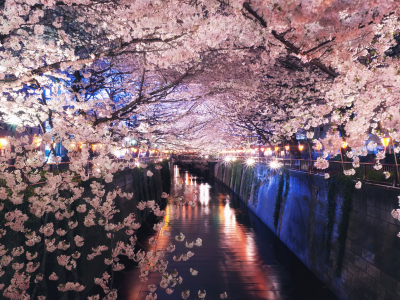 япония, ночь, весна, цветение, сакура, огни, канал