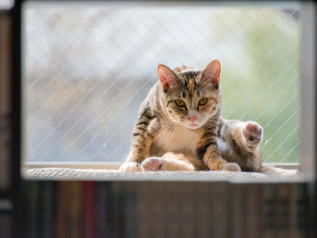 фон, sitting, window, животное, cat, кот, кошка, animal, сидит, окно