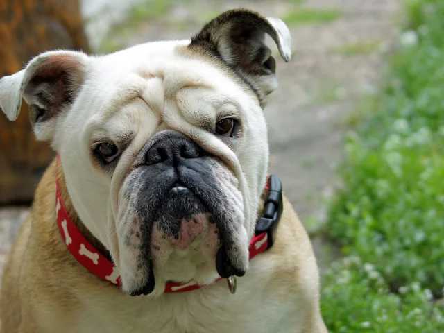 bulldog, друг, собака