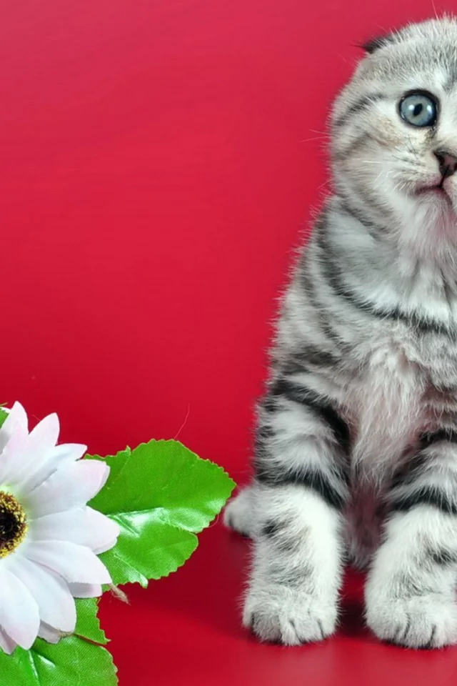 котёнок, на красном, цветы